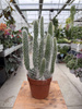 OPUNTIA BLUE ALE P12