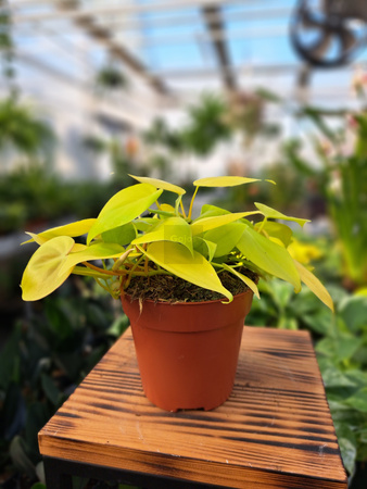 PHILODENDRON SCANDENS MICANS LIME P12