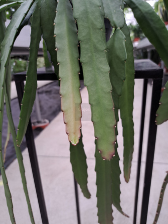 EPIPHYLLUM ACKERMANII P14