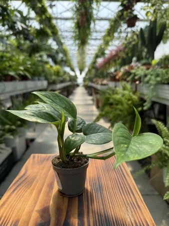 EPIPREMNUM PINATUM AUREUS P6