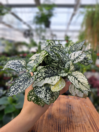 HYPOESTES BIAŁY - NIEDOŚPIAN P9