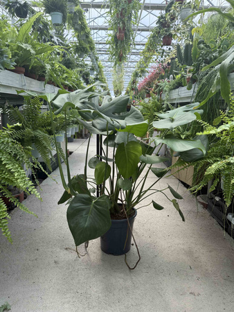 MONSTERA DELICIOSA P21