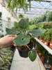 PHILODENDRON FUN BUN P9