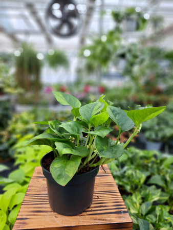 EPIPREMNUM GLOBAL GREEN P13