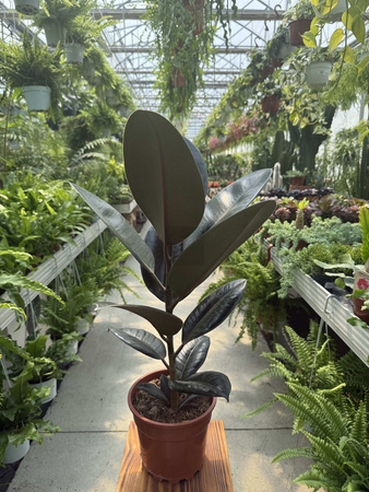 FICUS ELASTICA P17