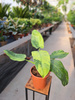 PHILODENDRON JOSE BUONO P15