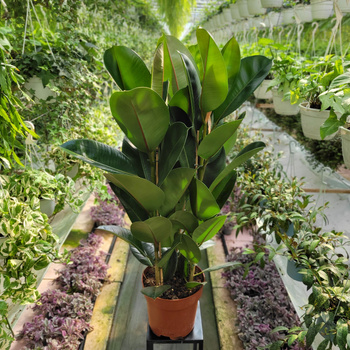 FICUS ELASTICA ROBUSTA P24