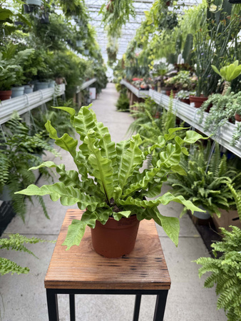 PAPROĆ ASPLENIUM CRISPY WAVE P12.
