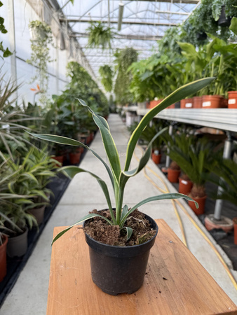 YUCCA GLORIOSA VARIEGATA P9