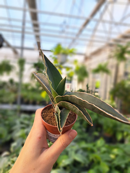 SANSEVIERIA ROBUSTA P6