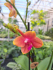 PHALENOPSIS MULTIFLORA ORANGE FRAGRANCE P12