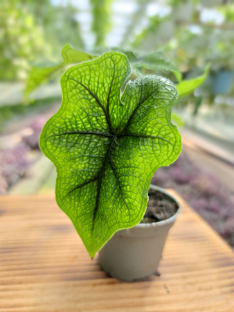 ALOCASIA JACKLYN P6