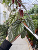 CISSUS DISCOLOR P13