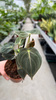 PHILODENDRON MELANOCHRYSUM P9