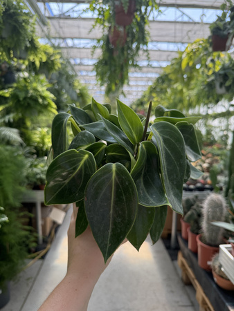 PEPEROMIA VANILLA P12