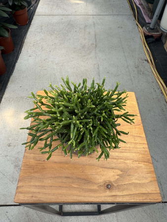 RHIPSALIS CASSUTHA P9