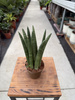 SANSEVIERIA CYLINDRICA STRAIGHT P9
