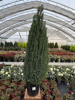 CYPRYSIK LAWSONA ELLWOODII P21