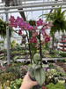 PROMOCJA PHALENOPSIS ORANGE AROMIO FLORAL P12