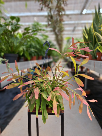 RHIPSALIS RED CORAL P14