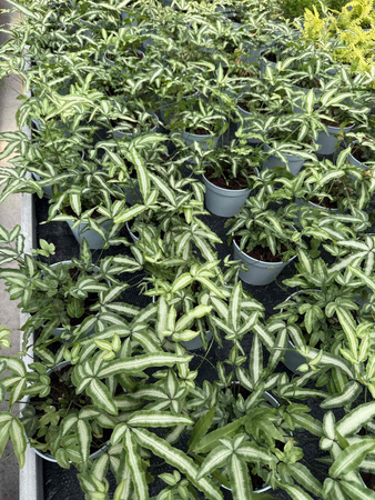 PAPROĆ PTERIS ALBOLINEATA P13