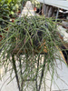 RHIPSALIS FLOCCOSA P17
