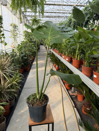 MONSTERA DELICIOSA BIG FORM P19