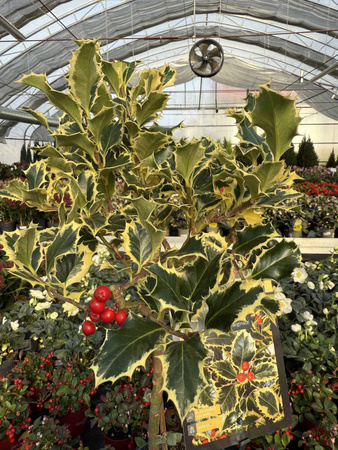 OSTROKRZEW KOLCZASTY ARGENTEA MARGINATA NA PNIU P15