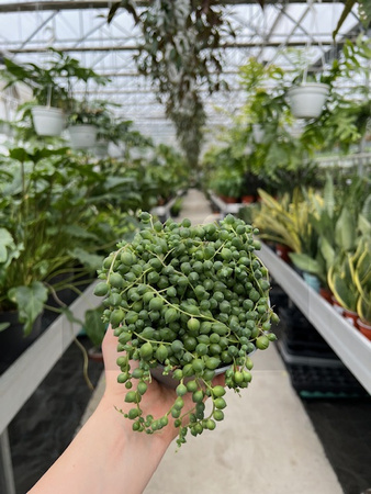 SENECIO ROWLEYA P10,5