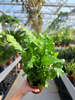 PAPROĆ ASPLENIUM NIDUS CUMPIO P12