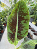 BANANOWIEC ACUMINATA ZEBRINA P12