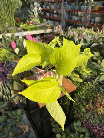 EPIPREMNUM GOLDEN POTHOS P12
