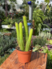 CACTUS CLEISTOCACTUS P9