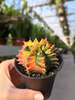 GYMNOCALCIUM MIHANOVICHII JAPAN P7