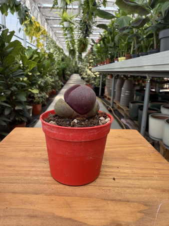 LITHOPS PLEIOSPILOS NEL P6