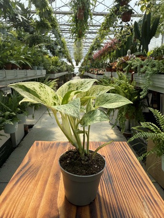 EPIPREMNUM MARBLE QUEEN P6