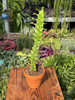 EUPHORBIA LACTEA VARIEGATA P8