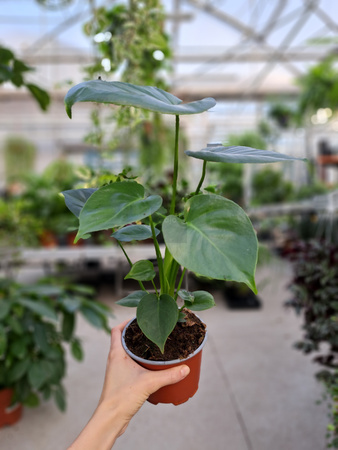 MONSTERA DELICIOSA P12