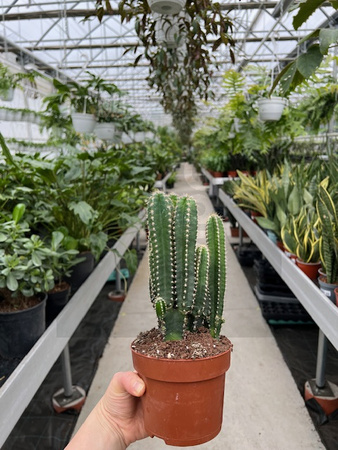 CEREUS PER. FLORIDA P12