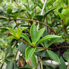 PEPEROMIA PALCZASTA KOSZ