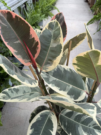 FICUS ELASTICA TINAKE P27