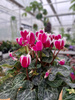 CYCLAMEN BIAŁO-RÓŻOWY P10
