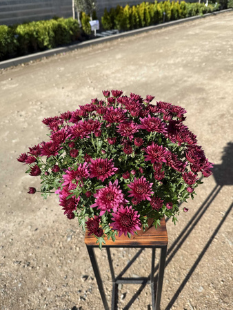 CHRYZANTEMA DROBNOKWIATOWA RÓŻOWA