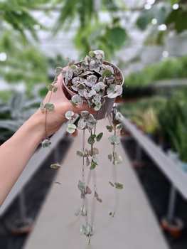 CEROPEGIA WOODI VARIEGATA P10.5