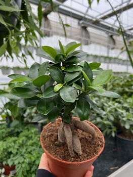 FICUS GINSENG P15