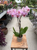 PHALENOPSIS LIMITED 02 P9
