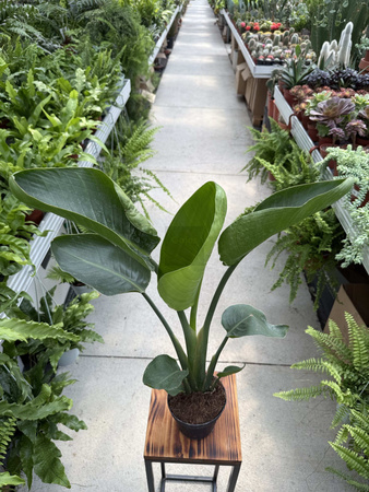 STRELITZIA NICOLAI P13