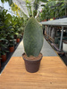 SANSEVIERIA CONGO P6