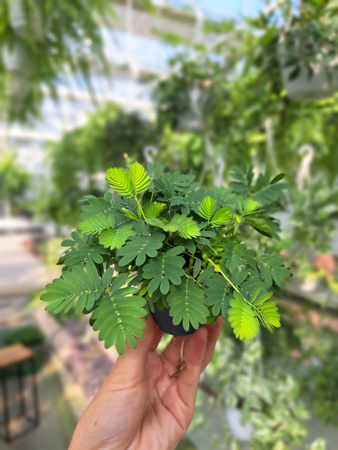 MIMOSA P5,5