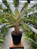 AGLAONEMA COCOMELON P19